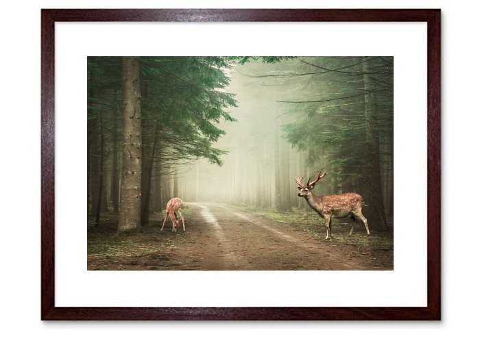 Landscape Forest Deer Nature Path